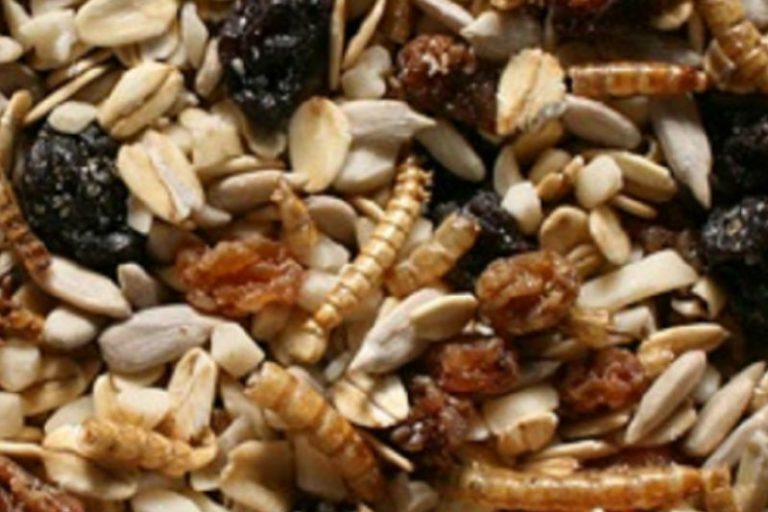roodborstjesmix1